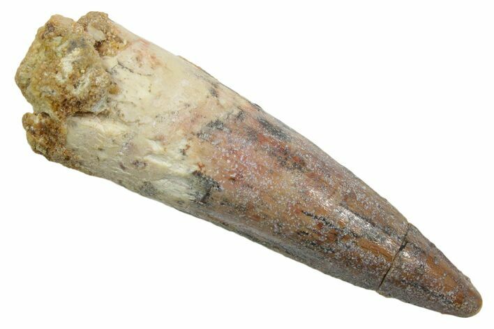 Fossil Spinosaurus Tooth - Real Dinosaur Tooth #349753